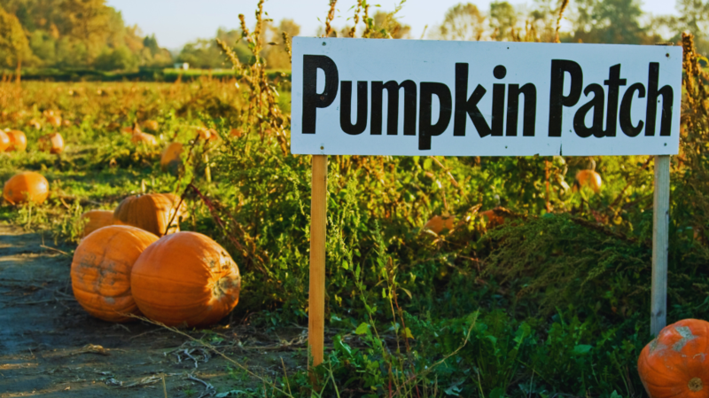 Pumpkin Patch